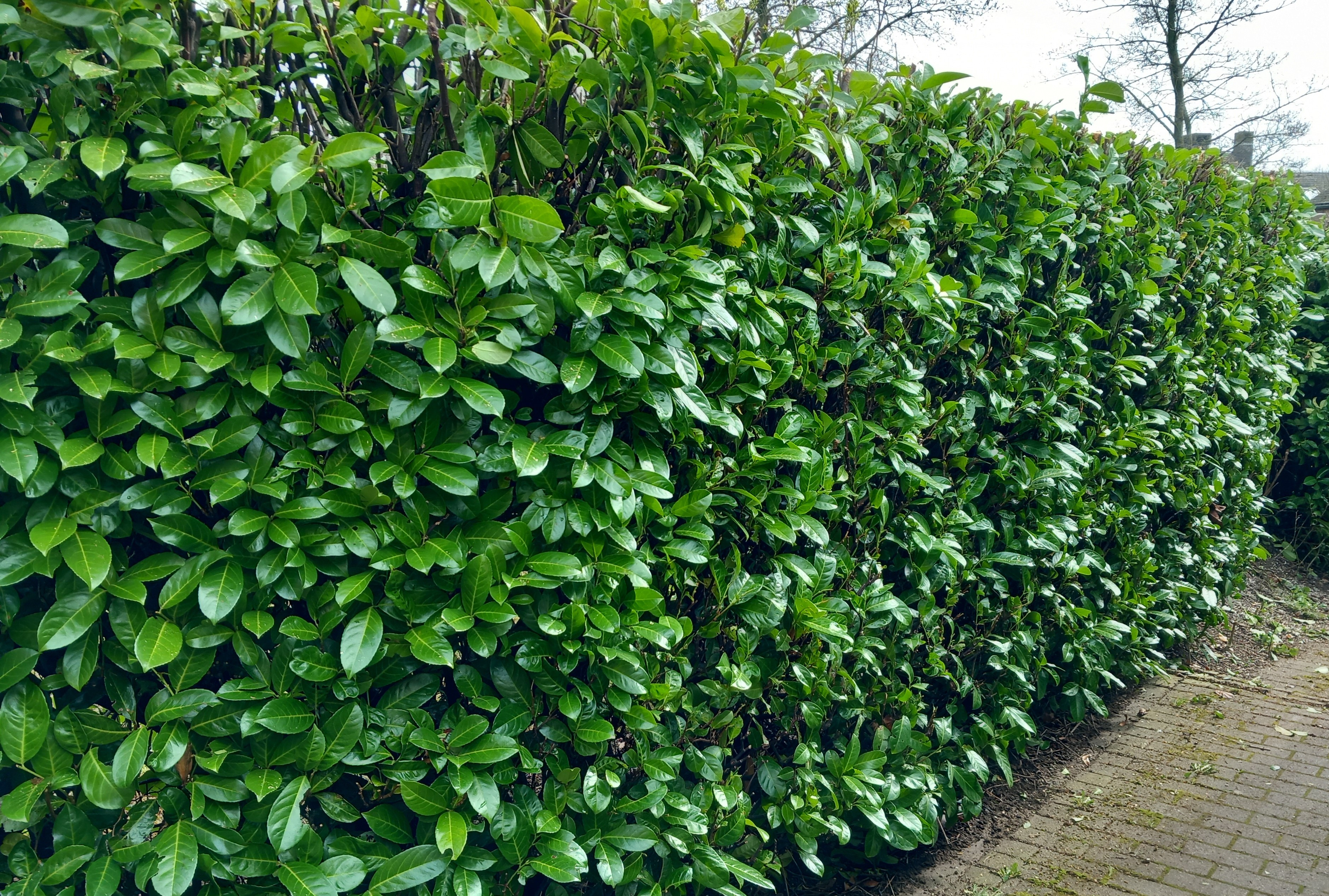 plantations